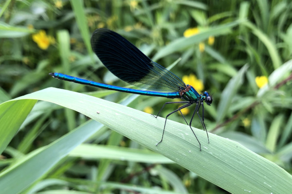 Caloptéryx éclatant (Calopteryx splendens) mâle au bord de l'Allier © Nicolas Macaire / LPO